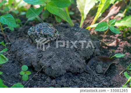 European green toad or Bufo viridis European green toad or Bufo viridis 33081265