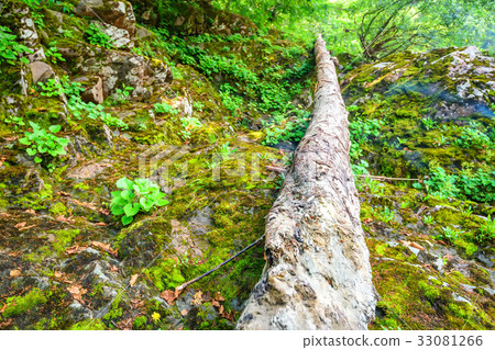 Scenic panorama of green forest thicket in summer Scenic panorama of green forest thicket in summer 33081266