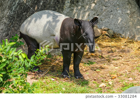 Malayan tapir or Tapirus indicus in zoo 33081284