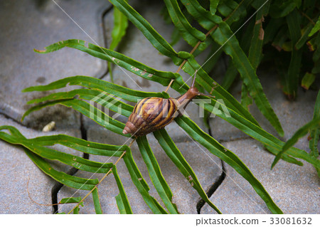 Snail on the small tree in the garden. Snail on the small tree in the garden. 33081632