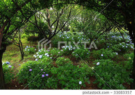 繡球花4655 繡球花4655 33083357