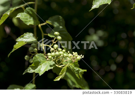 Terri Hanobudo 33083819