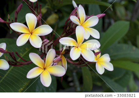 Plumeria 33083821
