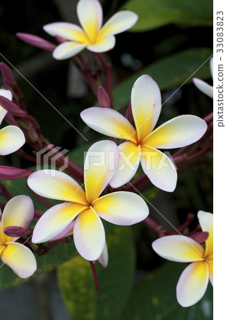 Plumeria 33083823