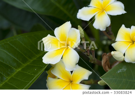Plumeria 33083824