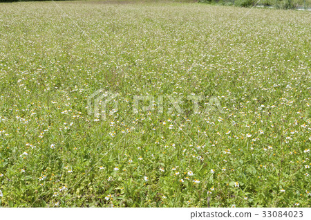 Tatyaway Yuki Sendangsa in a leave field 33084023