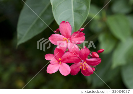 Takin 'Zakura Takin 'Zakura 33084027