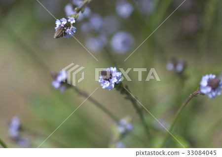 黑熊 黑熊 33084045