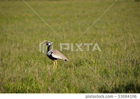 Whitefish in the Natah Bird Sanctuary, Botswana 33084106