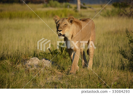 A female lion walking in the Moremi Animal Reserve, a world heritage site of the Okavango wetland in Botswana, Africa A female lion walking in the Moremi Animal Reserve, a world heritage site of the Okavango wetland in Botswana, Africa 33084293