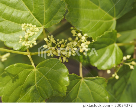 Terri Hanobudo Terri Hanobudo 33084372