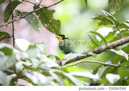 Onaga Hirohashi 33084390