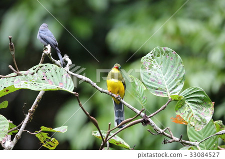 Sumatra bluebird 33084527