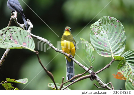 Sumatra bluebird 33084528