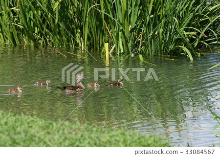 Oshidori的父母子女 Oshidori的父母子女 33084567