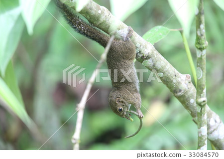 Hososundaris Hososundaris 33084570