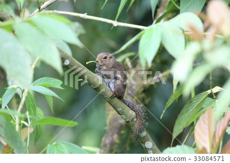 Hososundaris 33084571