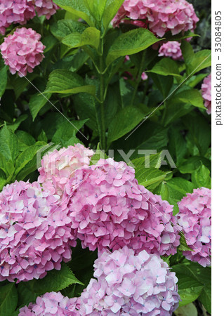 Hydrangea flower Hydrangea flower 33084805