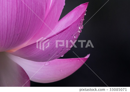 Oga lotus flower and polka dot 33085071