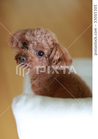 玩具貴賓犬 玩具貴賓犬 33085305