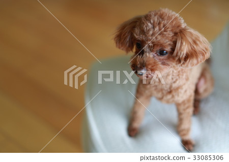玩具貴賓犬 玩具貴賓犬 33085306