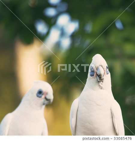 Corellas outside during the afternoon. 33085476
