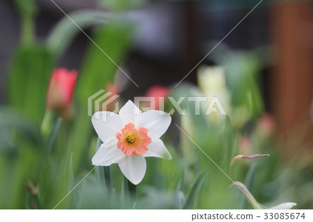 Narcissus 33085674