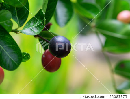 Karonda Fruit Karonda Fruit 33085775