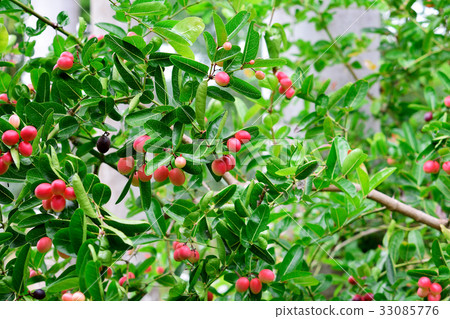 Karonda Fruit Karonda Fruit 33085776