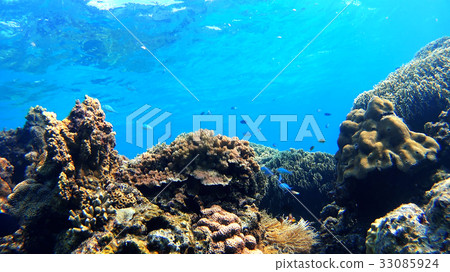 Shiga Prefecture underwater photograph of Tokajiki Okinawa Tokashikijima 33085924