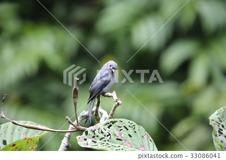 Powered by Translate 33086041