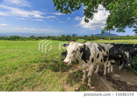 Holstein August of the Daisen range Holstein August of the Daisen range 33086159