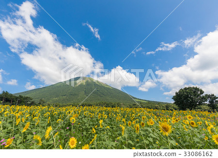 Hoki Oyama-Summer-Sunflower and Cosmos flowers Hoki Oyama-Summer-Sunflower and Cosmos flowers 33086162