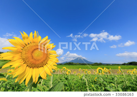 Sunflower field and rose Oyama Sunflower field and rose Oyama 33086163