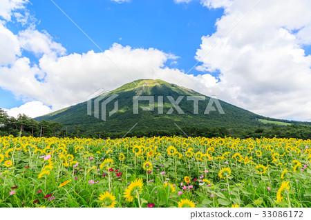 Hoki Oyama-Summer-Sunflower and Cosmos flowers Hoki Oyama-Summer-Sunflower and Cosmos flowers 33086172
