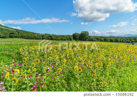 Hoki Oyama-Summer-Sunflower and Cosmos flowers Hoki Oyama-Summer-Sunflower and Cosmos flowers 33086192