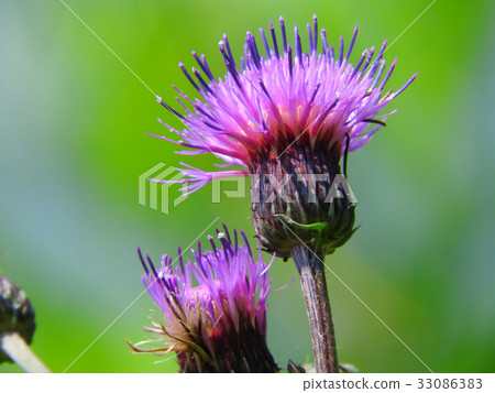 薊 薊 33086383