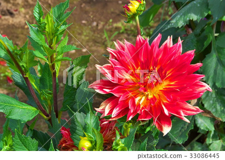 達里亞藍天 33086445