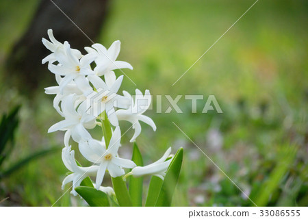 風信子 風信子 33086555