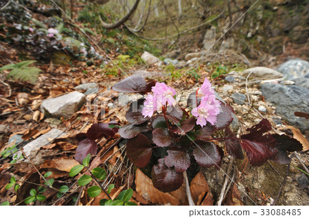 岩內和 岩內和 33088485