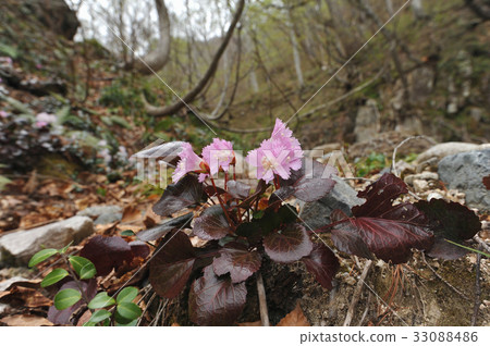 岩內和 岩內和 33088486