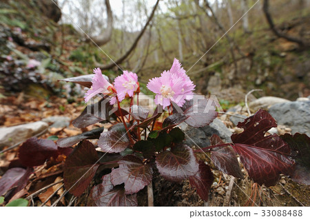 岩內和 岩內和 33088488