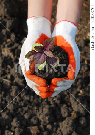 plant in hand plant in hand 33088705