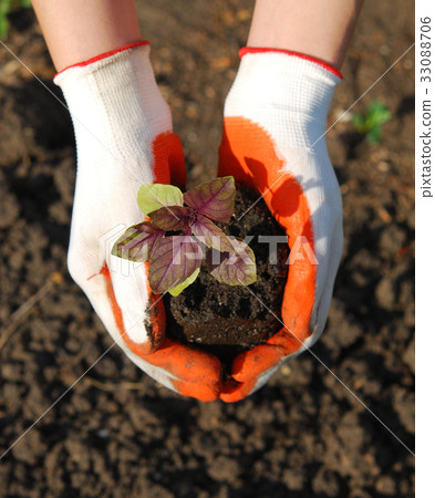 plant in hand plant in hand 33088706