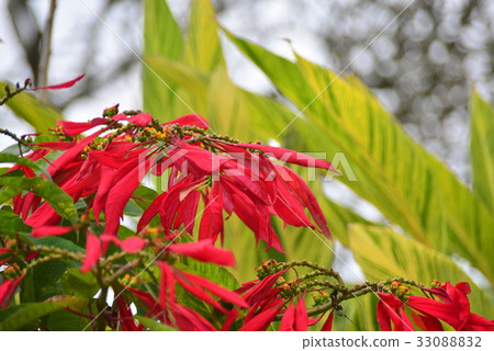 Red leaves of poinsettia 33088832