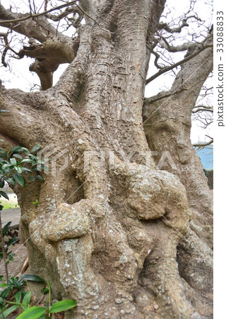 迪戈的干 33088833