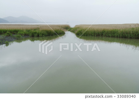 Reed, Blue Reed, Suncheon Bay, Seaside, Suncheon, Jeonnam 33089340