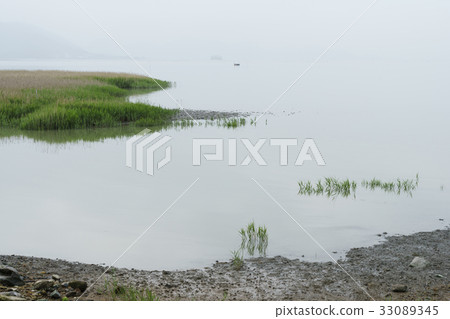 Reed, Blue Reed, Suncheon Bay, Seaside, Suncheon, Jeonnam 33089345