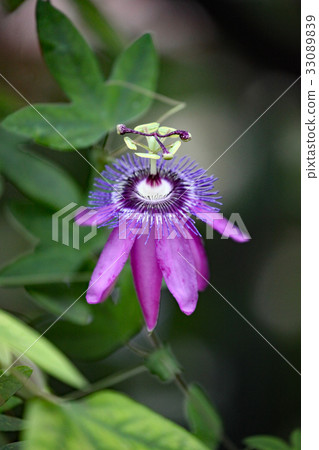 西番蓮 西番蓮 33089839