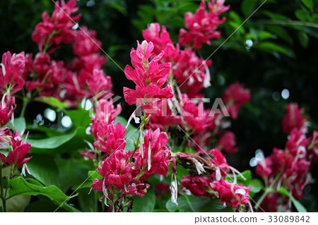 Megaskepasma erythroclamis Megaskepasma erythroclamis 33089842